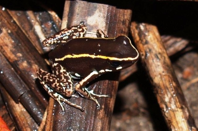 Lovely poison dart frog | Reptipedia | FANDOM powered by Wikia