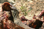 Komodo Dragon Eating--meat