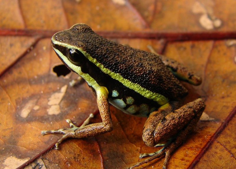 Ameerega ingeri Reptipedia FANDOM powered by Wikia