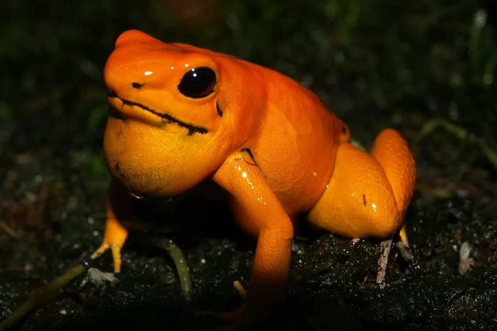 Image - Orange terribilis 2.jpg | Reptipedia | FANDOM powered by Wikia