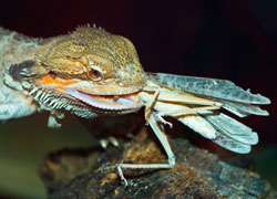 Beardie with locust
