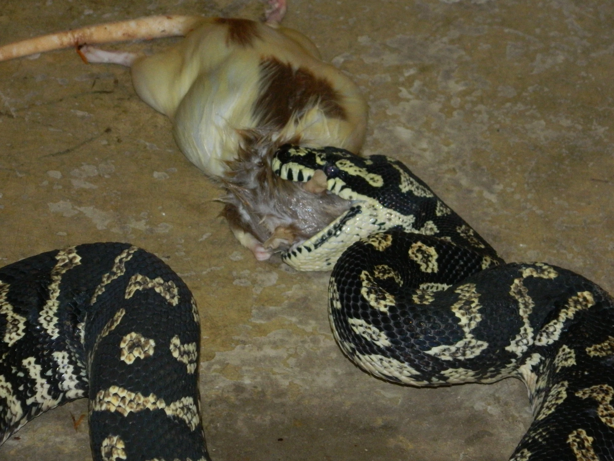 Image - Jungle Carpet Python VS Rat.JPG | Reptipedia ...