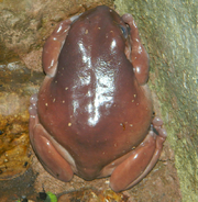 Red White's Tree Frog