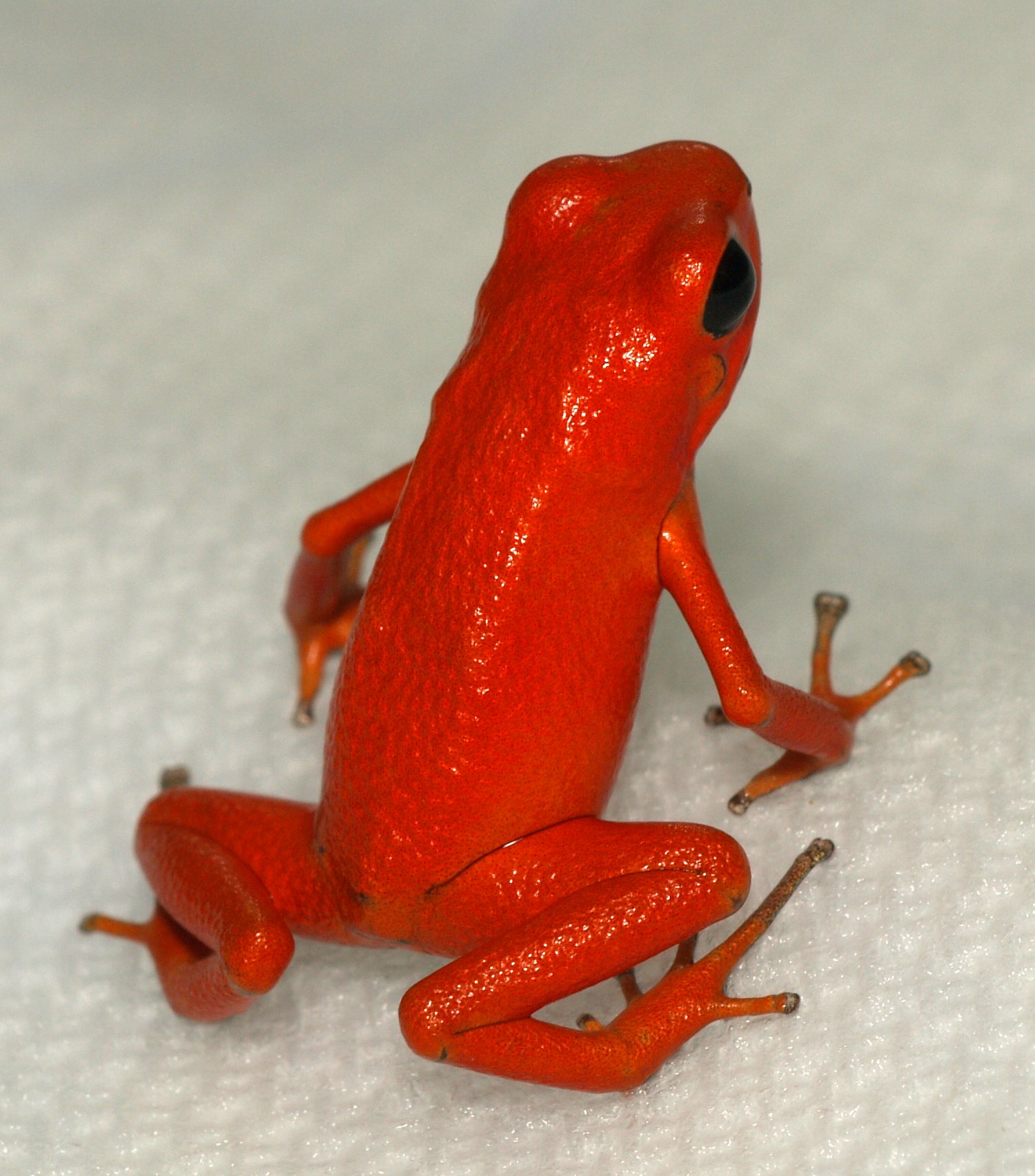 Strawberry poison dart frog | Reptipedia | FANDOM powered by Wikia