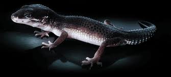 Leopard gecko black pearl