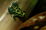 Climbimi
