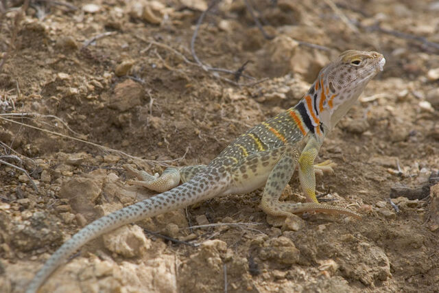 File:Collaredlizard.jpg