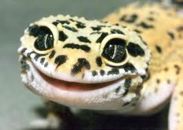 Leopard gecko2