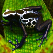 Sipaliwini blauw