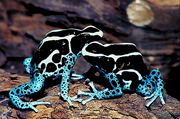Splash back frog 11