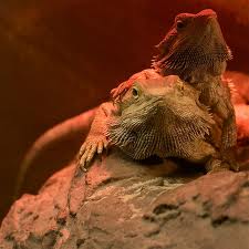 Twobeardies