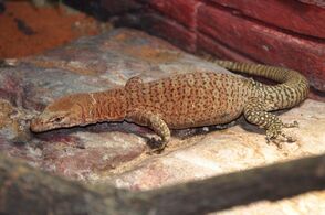 Pilbara Monitor