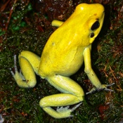 Giant lime terribilis