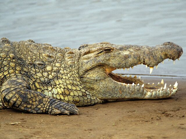 File:Nile-crocodilevasplain11256rfh.jpg