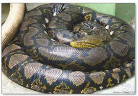 Reticulatedpython