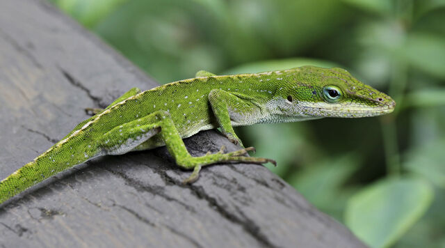 File:Anole1.jpg