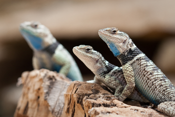 Bluespinybasking