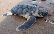 Flatback hatchling