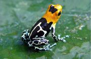 R. Fantastica