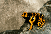 Leuc
