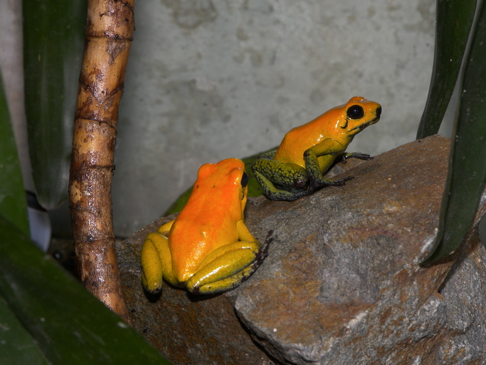 Black-legged poison dart frog | Reptipedia | FANDOM powered by Wikia