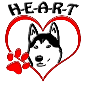 cockapoo cross yorkshire terrier