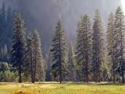 RaccoonForest