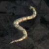 Serpente re4
