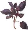 97px-Purple herb 1