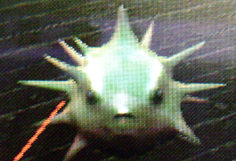 Blowfish