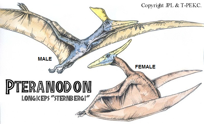 Раскраска мир Юрского периода Птеранодон. Птеродактиль и Птеранодон разница. Птеранодон защищает свои яйца. Птеранодон на белом фоне the Isle. Жила на свете птеранодон