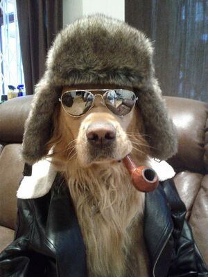 NITRODOG
