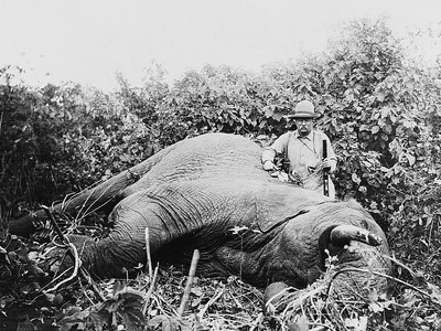 T5teddy elephant