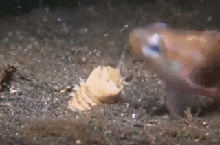 Bobbitowrm