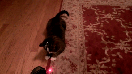Cat-with-laser-on-head
