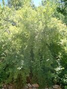 Spindle Bush