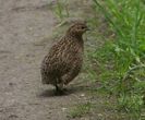 Quail