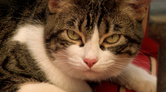A Talking Cat Rifftrax Wiki Fandom
