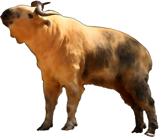 Fil:RiM-wiki---Takin.png