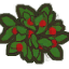 StrawberryPlant