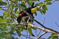 0054 - Keel billed Toucans 3 Signature