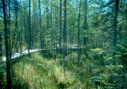 Thumbnail.forrest