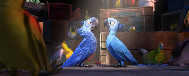 Datei:Rio2.jpg