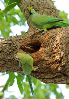 800px-Male and female parakeet 1