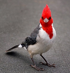 Red crested Cardinal (2)