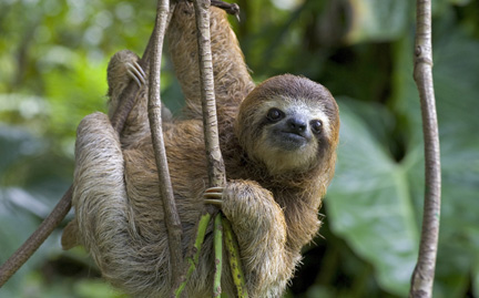 image sloth hanging on branch jpeg rio wiki fandom powered by
