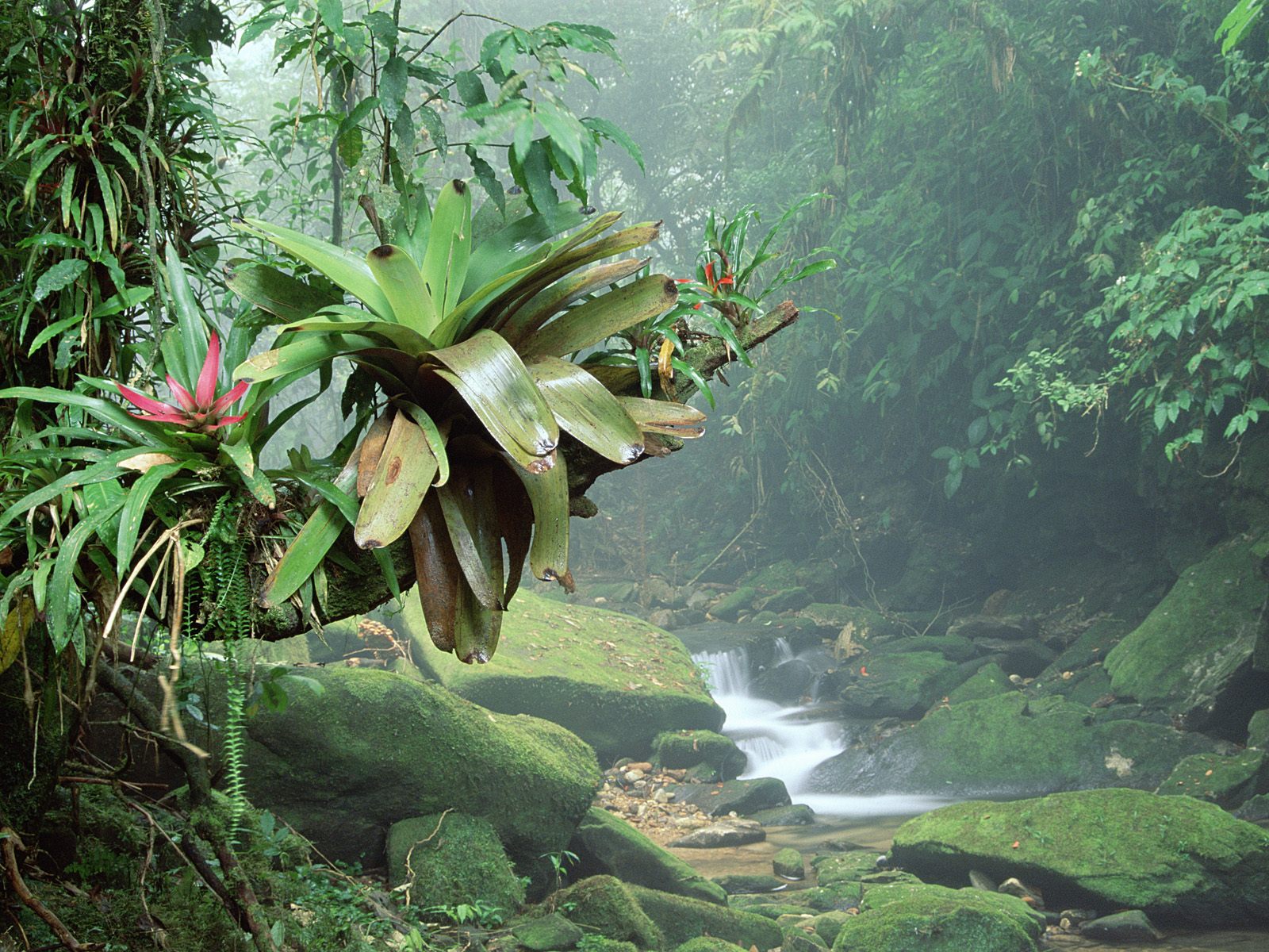 Rainforest Rio Wiki FANDOM powered by Wikia Rainforest Rio Wiki FANDOM powered by Wikia