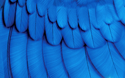 Feathers blu
