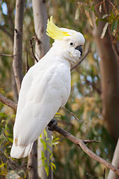 170px-Sulphur Crested Cockatoo Nov10
