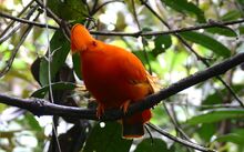 1920px-Guianian Cock-of-the-rock (Rupicola rupicola) (25725593368)